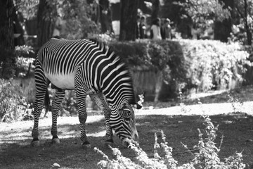 Zebra