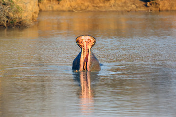 The common hippopotamus (Hippopotamus amphibius) or hippo is warning by open jaws and swimming in the middle of lake in beautiful evening light