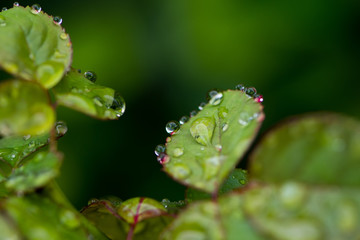 Rose leaves with dew drops in close up