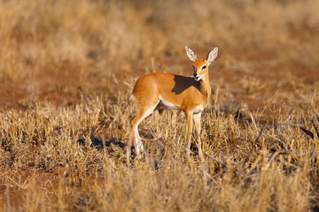 The steenbok (Raphicerus campestris) is hidden in bush. Young cute antelope steenbock in a dry savannah.