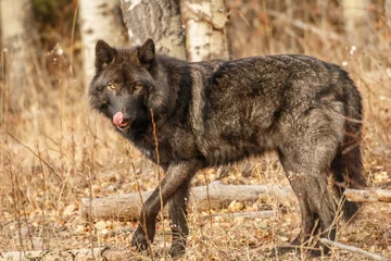 Crédence de cuisine en verre imprimé Loup Grand loup noir à la recherche de nourriture, Canada