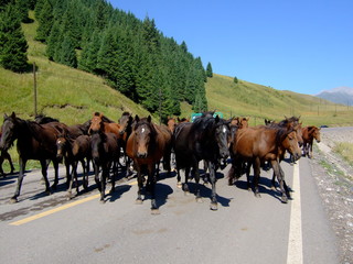 Wildpferde - Yili - Xinjiang
