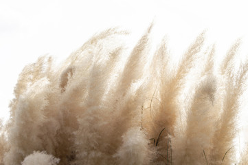 Abstract natural background of soft plants (Cortaderia selloana) moving in the wind. Bright and...