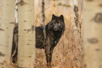 Alter großer schwarzer Wolf versteckt hinter Bäumen, Kanada