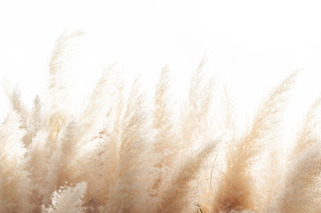 Fototapety  Abstract natural background of soft plants (Cortaderia selloana) moving in the wind. Bright and clear scene of plants similar to feather dusters.