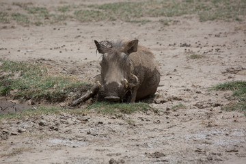 Fototapeta premium warthog