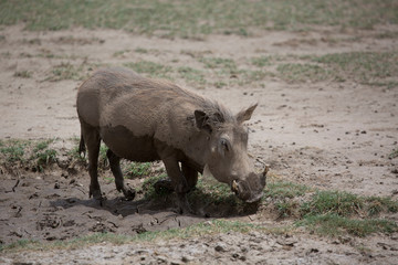 warthog