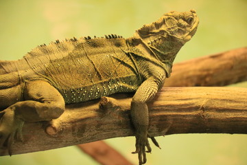 Leguan