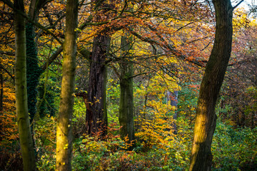 Obraz premium Shade of trees