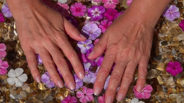 Slow motion of woman wet hands on shallow beach with pebble bottom, playing with phlox flowers in pure water close up. Top view of amazing natural background with vibrant texture in sun shine.