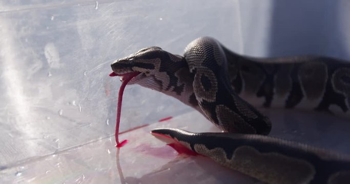 Feeding the snakes