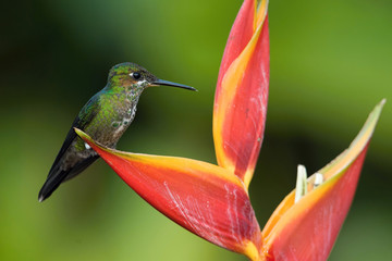 The Green-crowned Brilliant, Heliodoxa jacula is sitting on the flower prepared to drink the nectar, amazing colored hummingbird, amazing picturesque green background