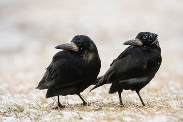 Two rooks, Corvus frugilegus are sitting on the groung in winter environment of wildlife. Snowy picture.