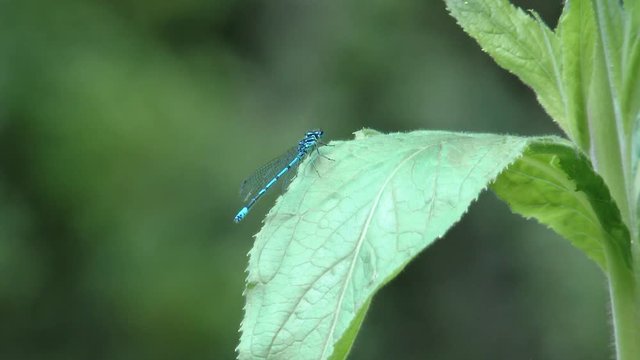Libelle, blau