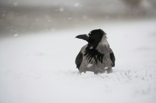 The Carrion Crow, Corvus corone is sitting in winter environment of wildlife. Snowy picture.