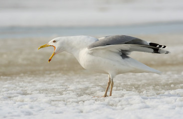 The Caspian Gull, Larus cachinnans is sitting in winter environment of Hungarian wildlife.