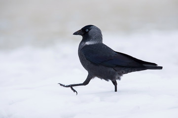 The Western Jackdaw, Coloeus monedula is walking in winter environment of wildlife. Snowy picture.