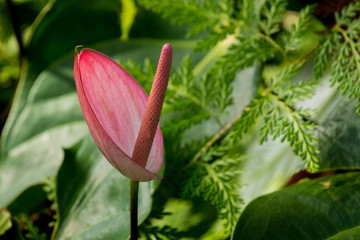 Anthurium tropical flower - wild flower in nature