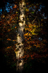 Silver birch in Autumn