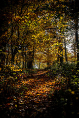 Obraz premium Woodland trail