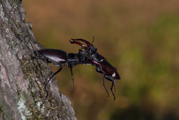 Stag beetles, Lucanus cervus are fighting for better position on the tree bark, during mating season, colorful bokeh background