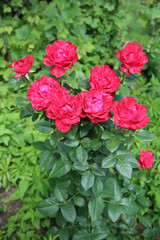 Fototapeta premium Red roses growing in garden. Beautiful flowers blossom in bush in garden