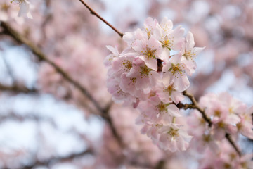 Cherry Blossom