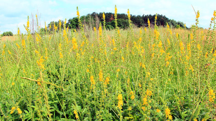 Yellow flowers of Agrimonia eupatoria blossoming in field. Medicinal plant
