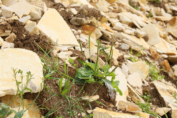 Jurastein - Altmühltal