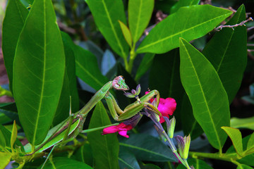 Praying Mantis