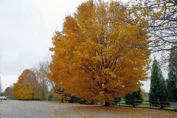 Autumn leaves are falling.