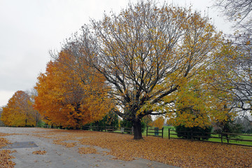 Autumn leaves are falling.