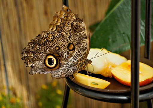 Tropischer Schmetterling - Waldeule