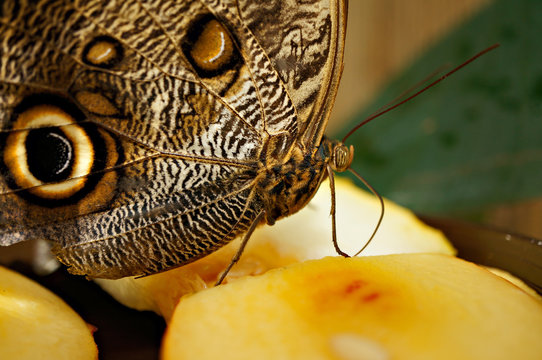 Tropischer Schmetterling - Waldeule