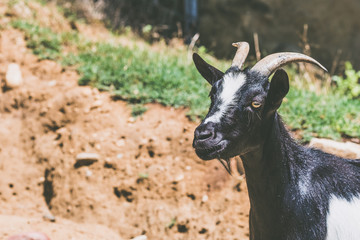Portrait d'une chèvre noir et blanche