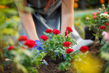 Naklejka premium Wizerunek agronom sadzi czerwone róże w ogródzie