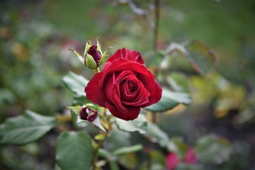 Flowers bushes plants