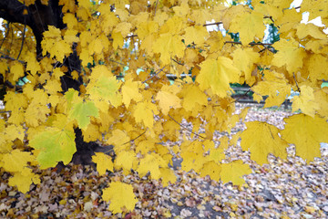 Autumn leaves are falling.