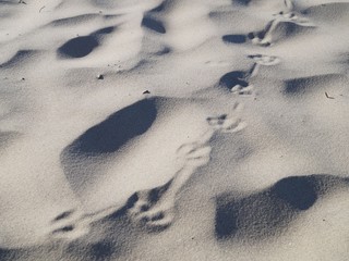 Sandy beach, traces of seagulls