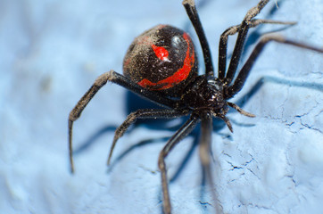 spider 
