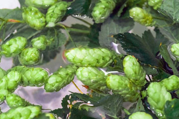 Green fresh hop cones in water for making beer