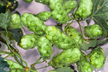 Green fresh hop cones in water for making beer