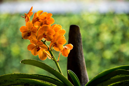 Orange vanda orchid