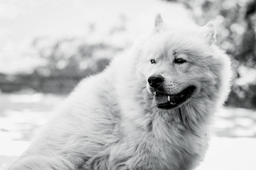 Chien de race eurasier au pelage beige