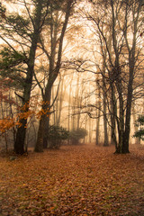 Naklejka premium golden autumn in the blue ridge mountains