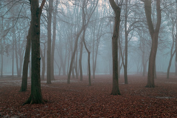 Trees in the fog on an early autumn morning.