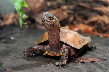 Fototapeta premium Żółw chiński spiczasty (Geoemyda spengleri) - żółw czarnopierśny