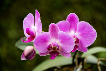 Orchids - Dark pink phalaenopsis orchid
