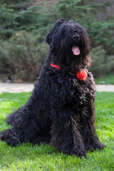 Black Russian terrier
