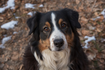 australian shepherd looking up 